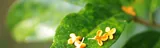 Yancheng City Chunzhu Aroma Co., Ltd. logo